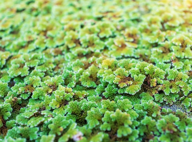 Azolla Pinnata verte flottante ou Azolla microphylla à la ferme biologique Azolla Pinnata est utile pour l'alimentation et la plantation de nombreuses façons