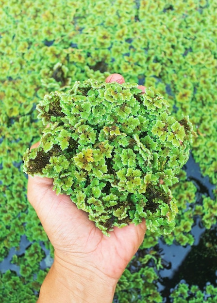 Photo azolla pinnata verte flottante ou azolla microphylla à la ferme biologique azolla pinnata est utile pour l'alimentation et la plantation de nombreuses façons