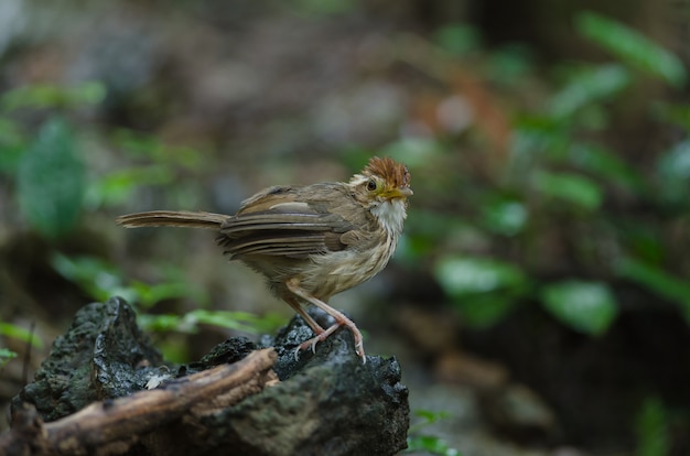 Babbler à gorge bouffante dans la forêt tropicale