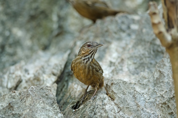 Photo babiole de calcaire, calcaire roux