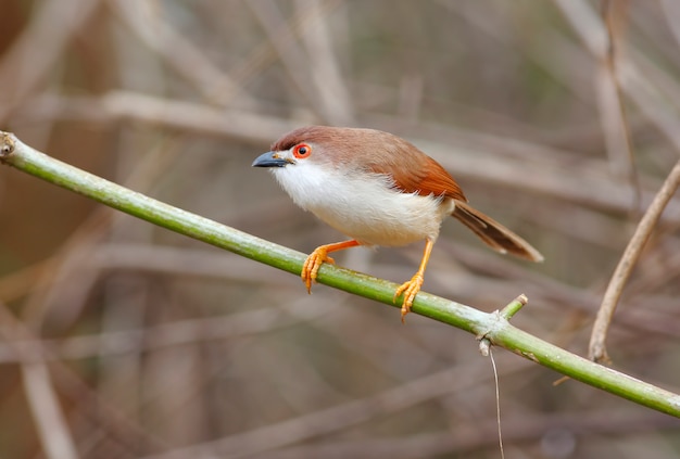 Babommier aux yeux jaunes Chrysomma sinense Beaux oiseaux de Thaïlande