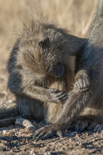 Baboon Kruger National Park Afrique du Sud