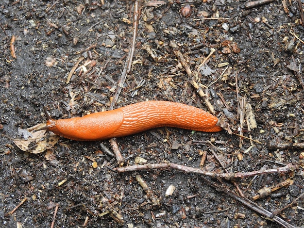 Photo babosa de couleur orange arrastrandose sur la terre