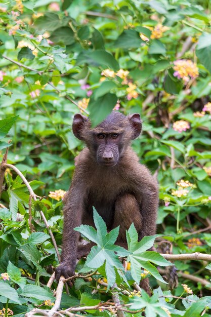 Photo babouin chacma papio ursinus bébé également connu sous le nom de babouin du cap de la famille des singes du vieux monde forêt près d'arba minch éthiopie animal sauvage