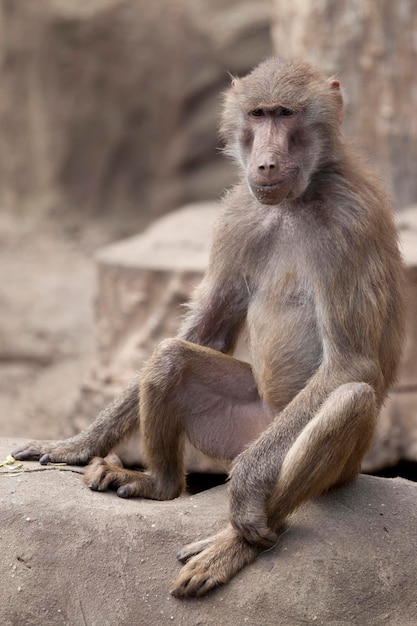 Un babouin est assis sur un rocher dans un zoo.