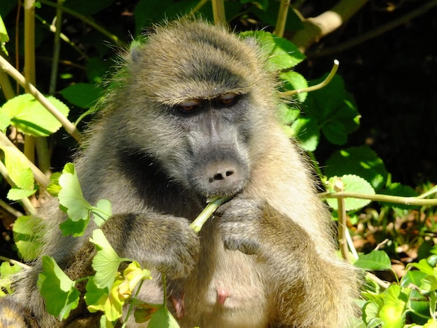 Le babouin à Livingstone Zimbabwe