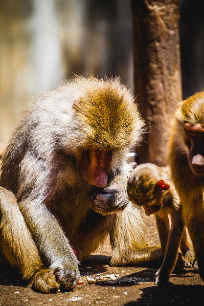 Babouin mangeant un groupe familial et un singe