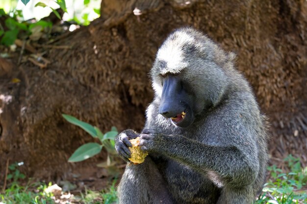 Un babouin a trouvé un fruit et le grignote