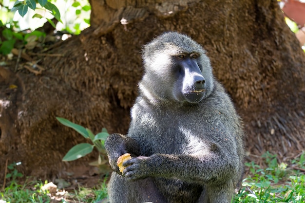 Un babouin a trouvé un fruit et le grignote