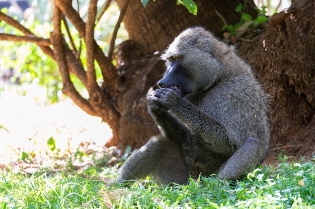 Un babouin a trouvé un fruit et le mange