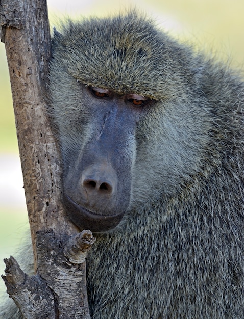 Babouins dans l'habitat naturel. Afrique. Kenya.