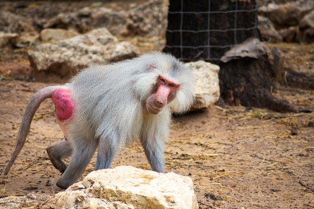 Les babouins dans le zoo et leur routine quotidienne