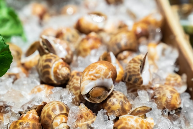 Babylon escargots fruits de mer sur glace