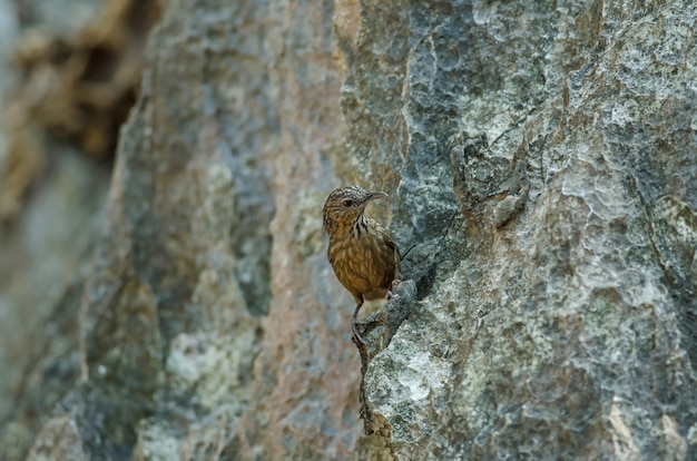 Babylone tachetée, Babylone roux (Turdinus calcicola) dans nature Thaïlande