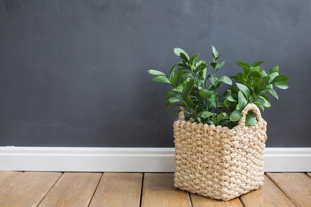 Bac à plantes contre un mur gris sur un plancher en bois