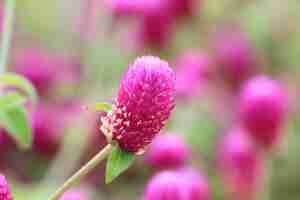 Photo bachelor's button ou globeamaranth fleur avec fond doux