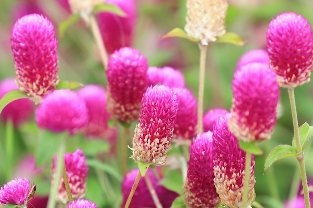 Bachelor's Button ou Globeamaranth flowerspeach Globeamaranth fleurs fleurissant dans le jardin