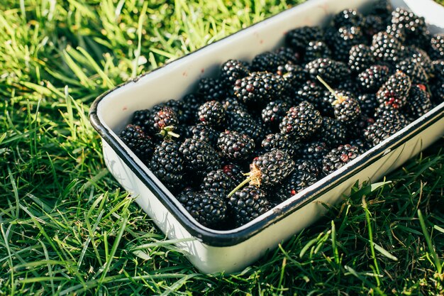 Backberrys dans un bol en métal