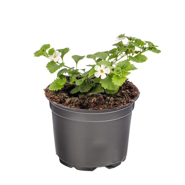 Bacopa monnieri en pot