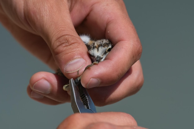 Baguage des oiseaux par les ornithologues lors de leur migration