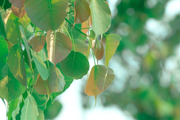 Bai Pho, la nature de fond laisse.