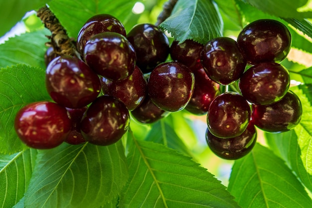 Baie de cerise sur les branches sous les feuilles vertes petit fruit rouge foncé rond