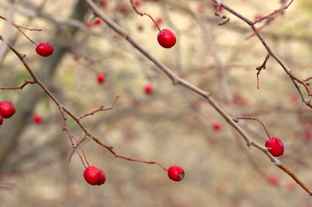 Baie de cornouiller sur un buisson fruits mûrs rouges