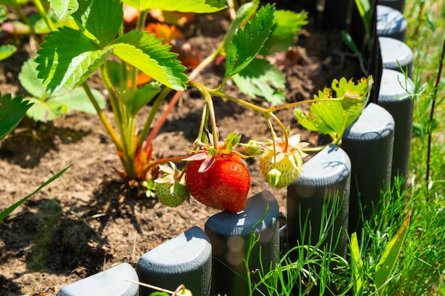 Une baie de fraise mûre et juteuse sur un lit dans votre jardin Baie écologique cultivée par un agriculteur en été dans la récolte du village