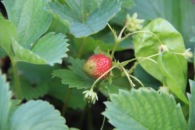 Baie de fraise poussant dans le jardin