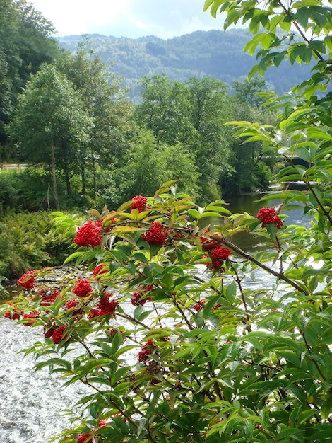 Baie de rowan rouge sur une branche d'arbre dans le contexte de la rivière Gros plan