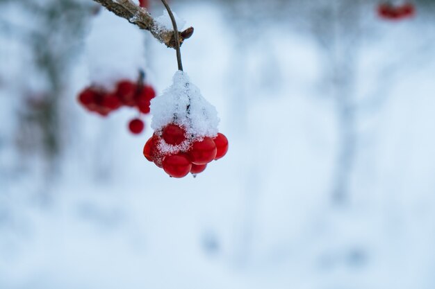 Baie de Viburnum à l'extérieur en hiver. Fermer.