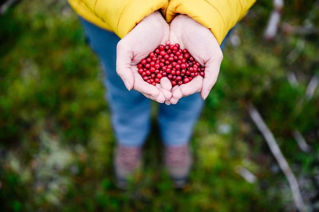 Baies d'airelles rouges à l'automne Baies savoureuses dans les mains de la femme