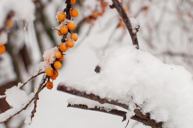 Baies d'argousier sur une branche dans la neige sur un arrière-plan flou