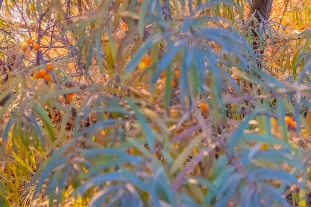 Les baies d'argousier sur la branche