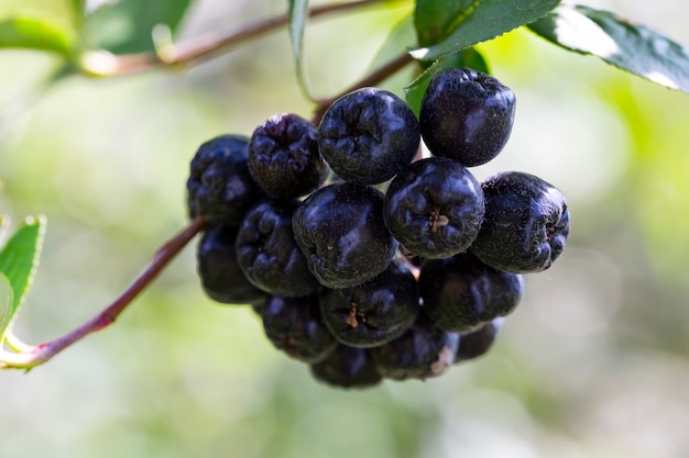 Baies d'aronia. Fruit mûr sur les branches d'un aronia bush Septembre