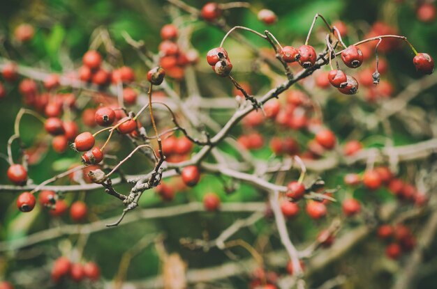 Baies d'aubépine dans la nature