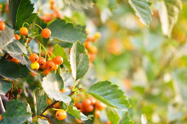 Baies d'aubépine jaune poussant sur une branche d'arbre dans le jardin