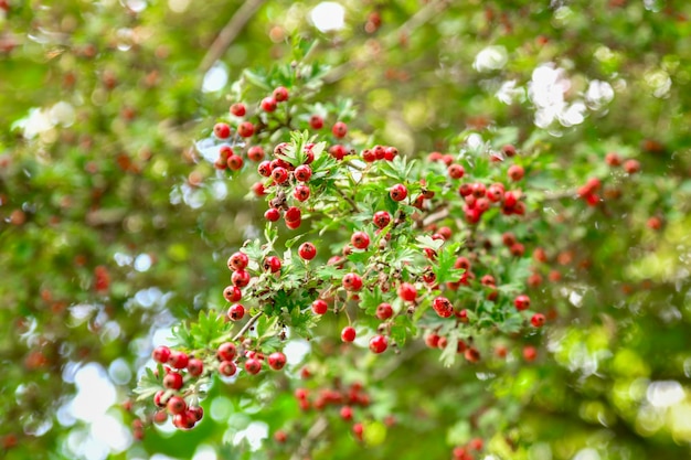 Les baies d'aubépine pendent sur les branches à l'automne