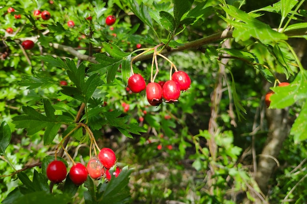 Baies d'aubépine