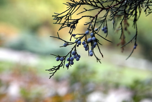 Baies bleues sur une branche verte