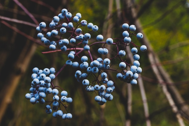 Baies bleues de la forêt mûres