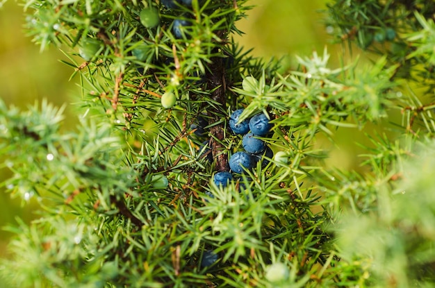 Baies bleues de genièvre sur l'arbre, fond naturel