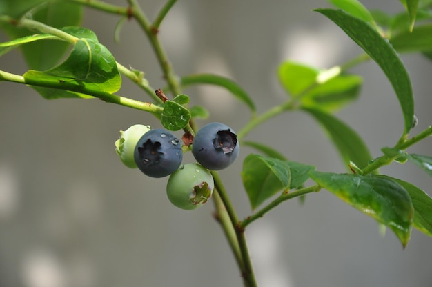 Baies de bleuets sur les branches Maturation des bleuets