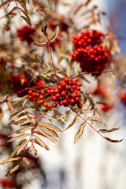 Baies de branche de frêne rouge sorbier des montagnes sur fond vert flou. Scène de nature morte de récolte d'automne. Photographie de fond de flou artistique. Espace de copie.