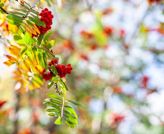 Photo baies de branche de frêne de sorbier des montagnes sur fond vert flou. scène de nature morte de récolte d'automne. photographie de fond de flou artistique. espace de copie.