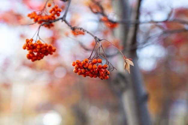 Les baies des branches de sorbier sont rouges sur un fond d'automne flou. Scène de nature morte de récolte d'automne. Photographie de fond de flou artistique. Espace de copie.