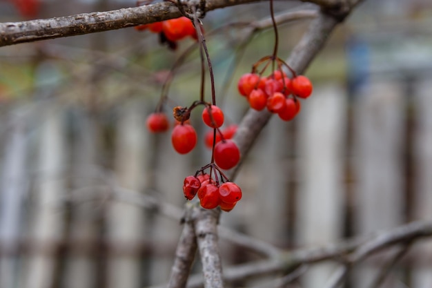 Baies sur un buisson de l'usine de viorne