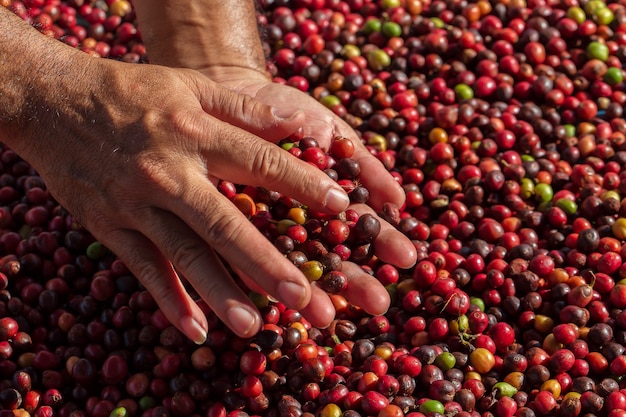 Baies de café Arabica fraîches