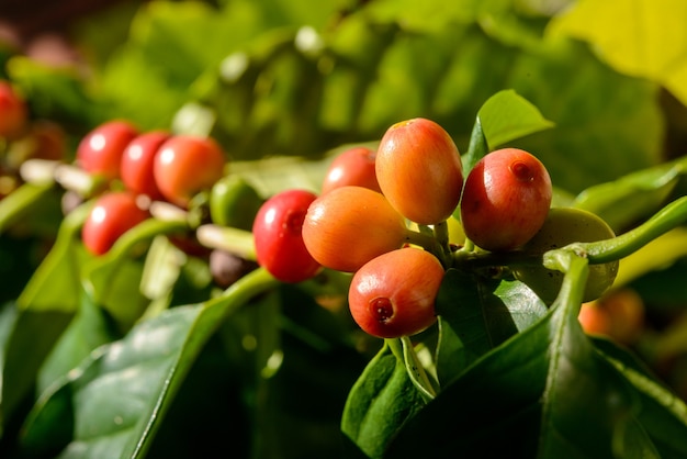 Baies de café rouge sur plante en gros plan avec fond de feuillage vert défocalisé