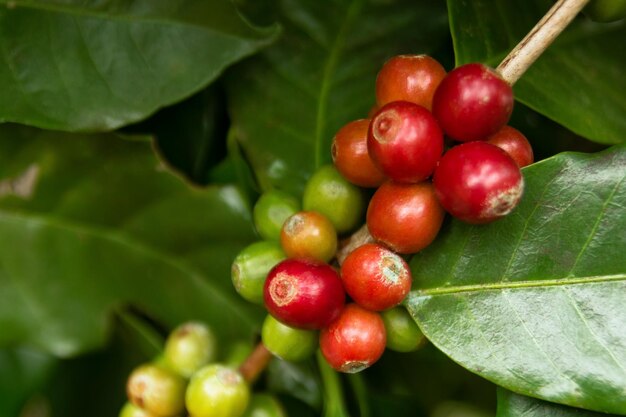 Des baies de café rouges et vertes en gros plan sur une branche de la plantation de café Doi Suthep Chiang Mai, en Thaïlande